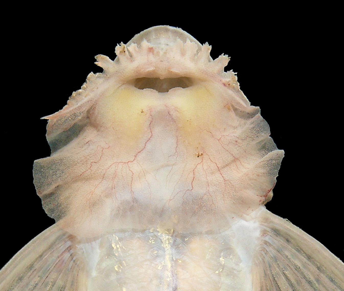 Image of Limatulichthys