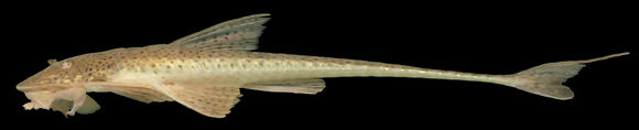 Image of Limatulichthys