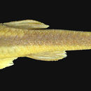 Image of Microlepidogaster longicolla Calegari & Reis 2010