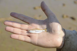 Image of Bandtail tetra