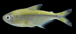 Image of Bandtail tetra