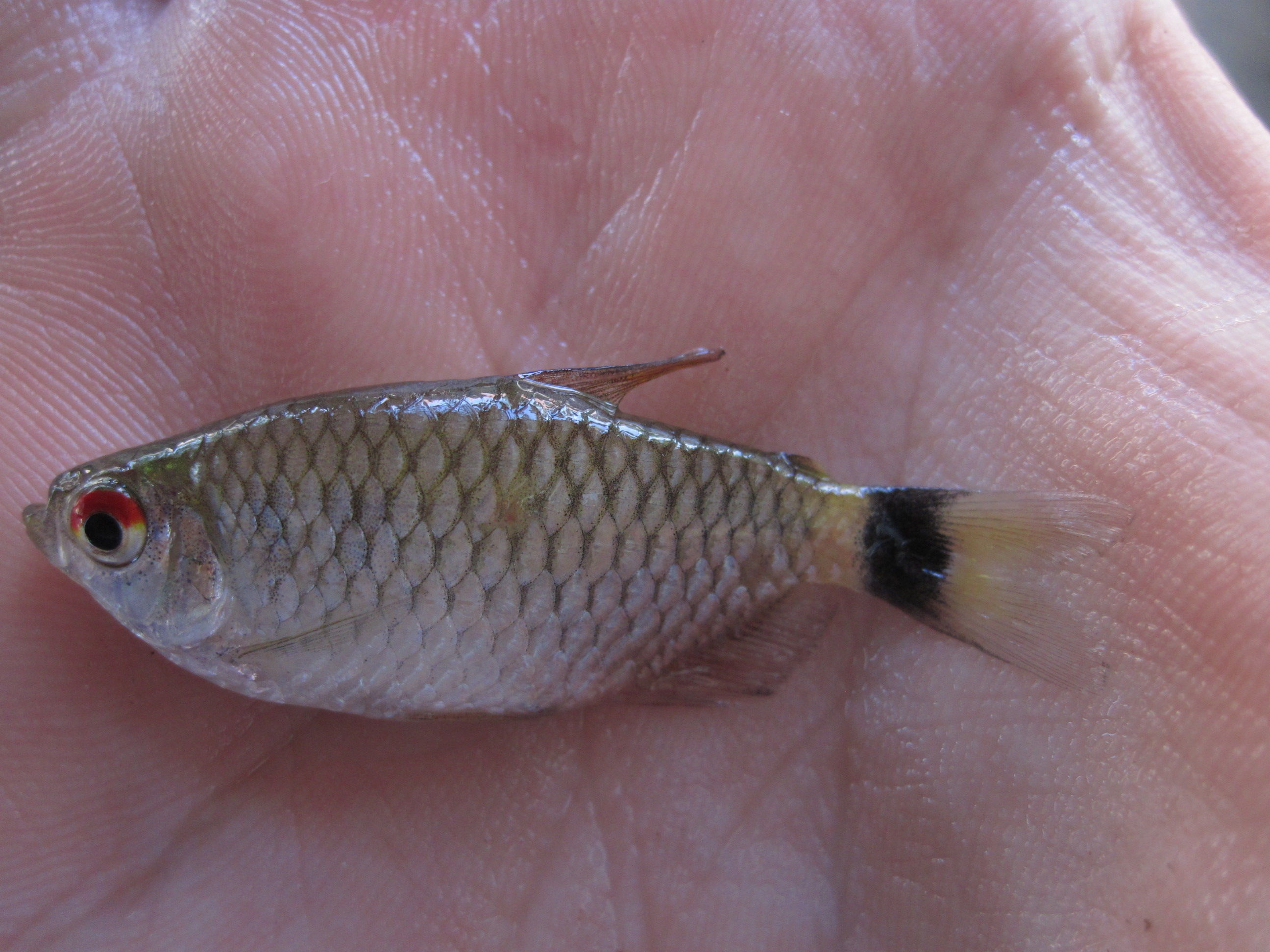 Image of Moenkhausia forestii Benine, Mariguela & Oliveira 2009