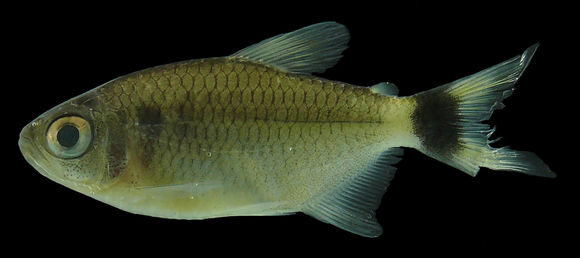 Image of Glass tetra