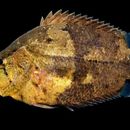Image of Amazon leaffish