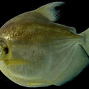 Image of Silver Dollar fish
