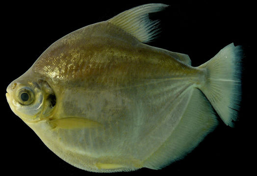 Image of Silver Dollar fish