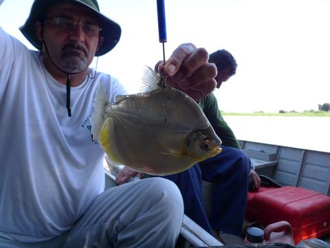 Image of Silver Dollar fish