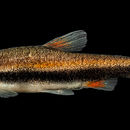 Image of golden pencilfish