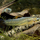 Image of Pamphorichthys araguaiensis Costa 1991
