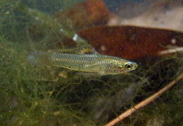 Image of Pamphorichthys araguaiensis Costa 1991