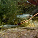 Image of Pamphorichthys araguaiensis Costa 1991