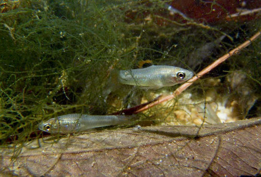 Image of Pamphorichthys araguaiensis Costa 1991