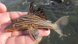 Image of Panaque armbrusteri Lujan, Hidalgo & Stewart 2010