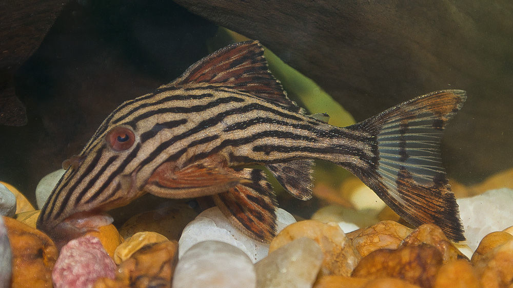 Image of Panaque armbrusteri Lujan, Hidalgo & Stewart 2010