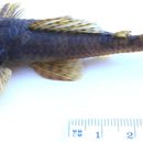 Image of Pareiorhaphis stephanus (Oliveira & Oyakawa 1999)