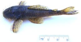 Image of Pareiorhaphis stephanus (Oliveira & Oyakawa 1999)