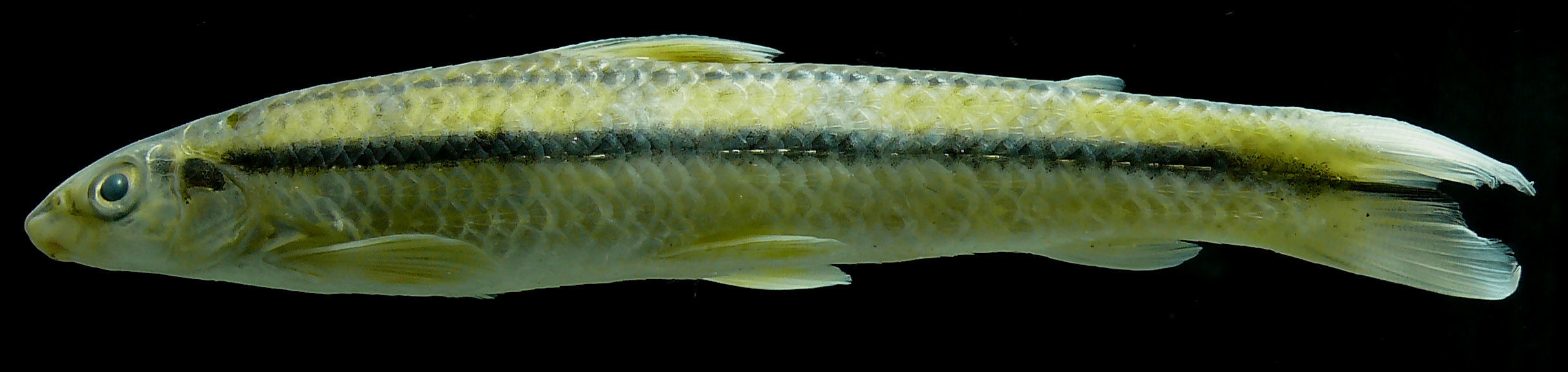 Image of Pongo characin