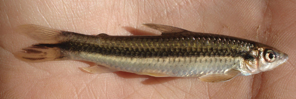 Image of Pongo characin