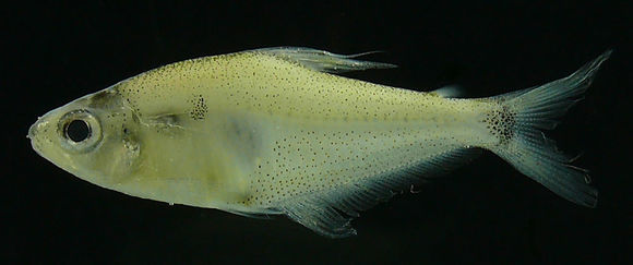 Image of Phenacogaster capitulatus Lucena & Malabarba 2010