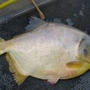 Image of Pacu