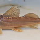 Plancia ëd Pimelodus atrobrunneus Vidal & Lucena 1999