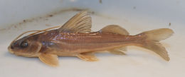 Image de Pimelodus atrobrunneus Vidal & Lucena 1999