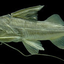 Image of Bloch&;s catfish