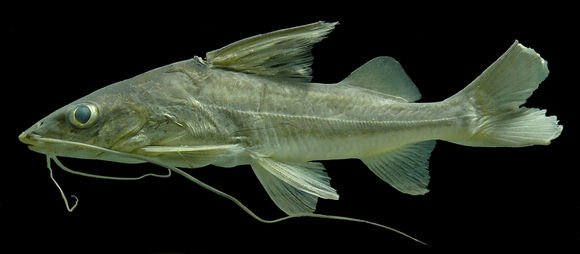 Image of Bloch&#39;s catfish