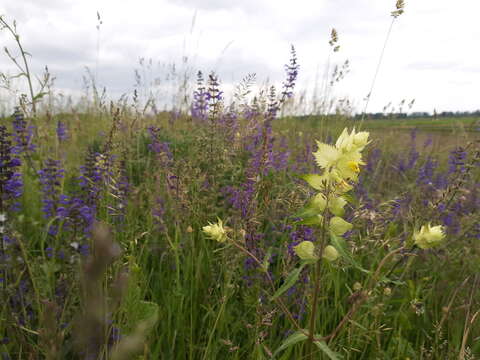 Imagem de Salvia officinalis L.