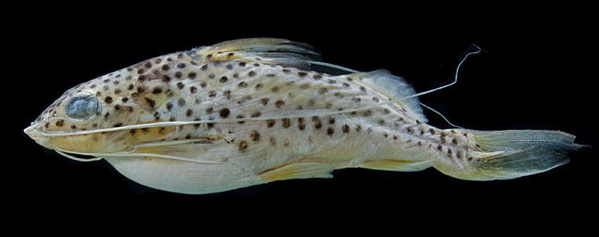 Image of Pimelodus luciae Rocha & Ribeiro 2010