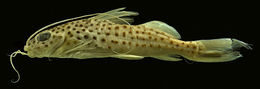 Image of Pimelodus luciae Rocha & Ribeiro 2010