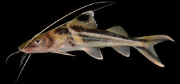 Image of Ornate Pimelodus