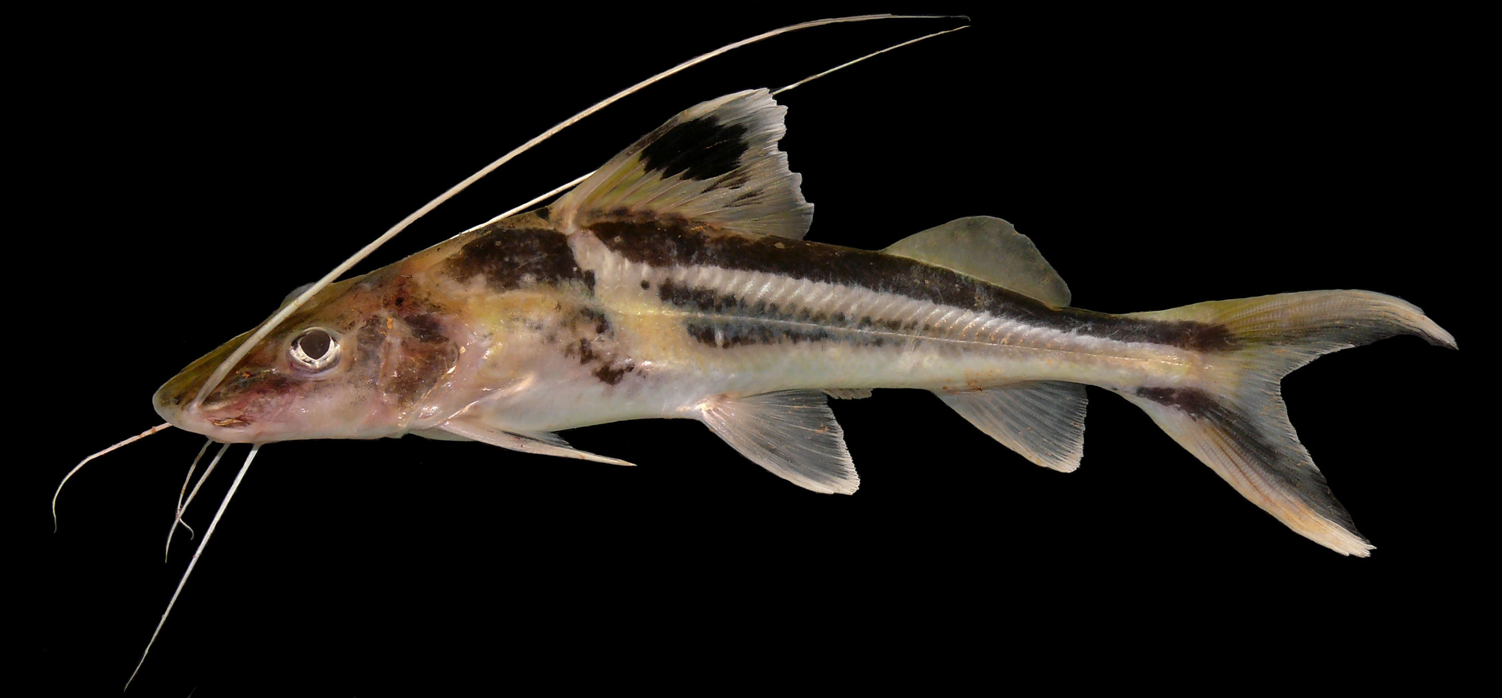 Image of Ornate Pimelodus