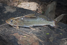 Image of Pimelodus pohli Ribeiro & Lucena 2006