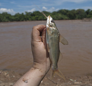 Image of Pimelodus pohli Ribeiro & Lucena 2006