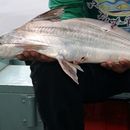 Image of Flatwhiskered catfish
