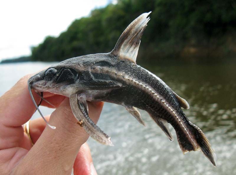 Image of Blue-eye catfish