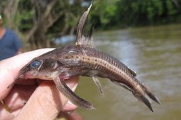 Image of Blue-eye catfish