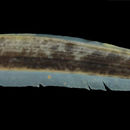 Image of <i>Platyurosternarchus macrostoma</i>