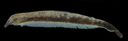 Image of <i>Platyurosternarchus macrostoma</i>