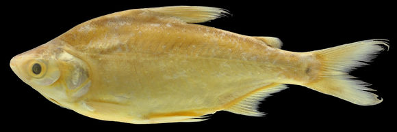 Imagem de Potamorhina laticeps (Valenciennes 1850)