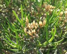 Image of Pteronia paniculata Thunb.