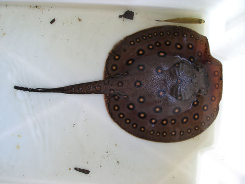 Image of Potamotrygon