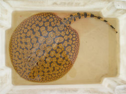 Image of Rosette river stingray