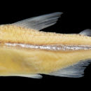 Image of Prodontocharax melanotus Pearson 1924