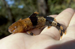 Plancia ëd Pseudopimelodus