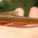 Image of Pseudotocinclus parahybae Takako, Oliveira & Oyakawa 2005