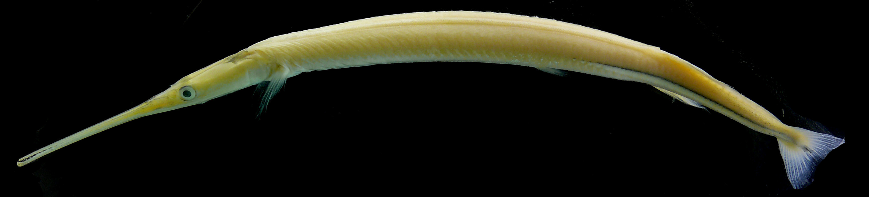 Image of Pseudotylosurus