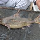 Image of Catfish