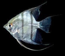 Image of freshwater angelfish